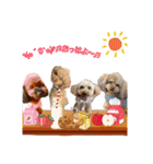 癒しのトイプー①（個別スタンプ：5）