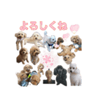癒しのトイプー①（個別スタンプ：7）