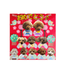 癒しのトイプー①（個別スタンプ：12）