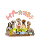 癒しのトイプー①（個別スタンプ：15）