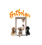 癒しのトイプー①（個別スタンプ：16）