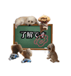 癒しのトイプー①（個別スタンプ：22）