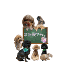 癒しのトイプー①（個別スタンプ：34）