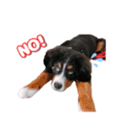 BMD_KAI（個別スタンプ：9）