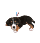 BMD_KAI（個別スタンプ：12）