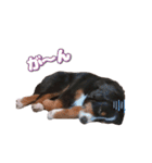 BMD_KAI（個別スタンプ：17）
