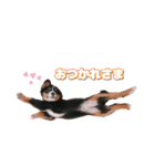 BMD_KAI（個別スタンプ：19）