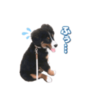 BMD_KAI（個別スタンプ：20）