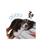 BMD_KAI（個別スタンプ：22）