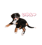 BMD_KAI（個別スタンプ：23）