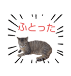 えらそうな猫様 下僕用（個別スタンプ：1）