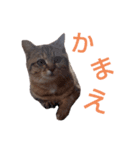 えらそうな猫様 下僕用（個別スタンプ：3）
