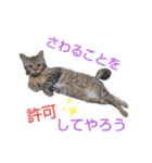 えらそうな猫様 下僕用（個別スタンプ：4）