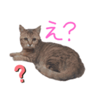 えらそうな猫様 下僕用（個別スタンプ：7）