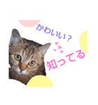 えらそうな猫様 下僕用（個別スタンプ：8）