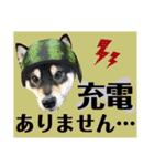 柴犬のこはるなんです〜黒柴子犬ちゃん〜④（個別スタンプ：1）