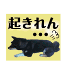 柴犬のこはるなんです〜黒柴子犬ちゃん〜④（個別スタンプ：2）