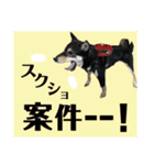 柴犬のこはるなんです〜黒柴子犬ちゃん〜④（個別スタンプ：3）