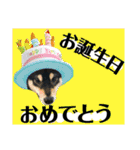 柴犬のこはるなんです〜黒柴子犬ちゃん〜④（個別スタンプ：4）