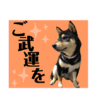 柴犬のこはるなんです〜黒柴子犬ちゃん〜④（個別スタンプ：6）