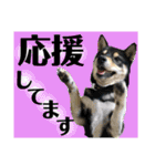 柴犬のこはるなんです〜黒柴子犬ちゃん〜④（個別スタンプ：13）