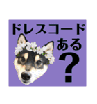 柴犬のこはるなんです〜黒柴子犬ちゃん〜④（個別スタンプ：14）