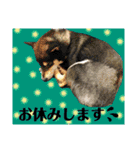 柴犬のこはるなんです〜黒柴子犬ちゃん〜④（個別スタンプ：18）