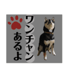 柴犬のこはるなんです〜黒柴子犬ちゃん〜④（個別スタンプ：24）