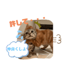 きなこなつの日常（個別スタンプ：12）
