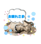 きなこなつの日常（個別スタンプ：13）