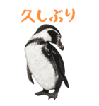 ほほえみフレンズ ペンギンのBIGスタンプ（個別スタンプ：2）