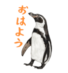 ほほえみフレンズ ペンギンのBIGスタンプ（個別スタンプ：5）