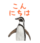 ほほえみフレンズ ペンギンのBIGスタンプ（個別スタンプ：10）