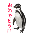 ほほえみフレンズ ペンギンのBIGスタンプ（個別スタンプ：12）