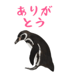 ほほえみフレンズ ペンギンのBIGスタンプ（個別スタンプ：19）