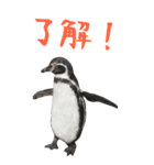 ほほえみフレンズ ペンギンのBIGスタンプ（個別スタンプ：21）