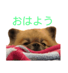 ごろうずスタンプ3（個別スタンプ：13）