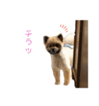 ごろうずスタンプ3（個別スタンプ：16）