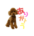 ramu_stamp（個別スタンプ：1）