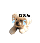 まろたんの日常⭐︎（個別スタンプ：12）