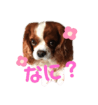 ミリチャリニコ（個別スタンプ：1）