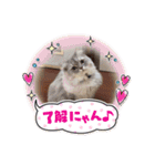 うちのキーちゃん7（個別スタンプ：7）