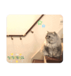 うちのキーちゃん7（個別スタンプ：8）