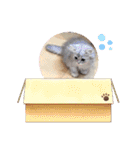 うちのキーちゃん7（個別スタンプ：11）