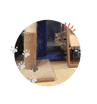 うちのキーちゃん7（個別スタンプ：21）