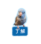マメルリハブルー「インディくん」（個別スタンプ：3）