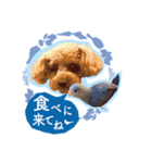 マメルリハブルー「インディくん」（個別スタンプ：5）