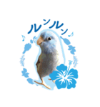 マメルリハブルー「インディくん」（個別スタンプ：6）