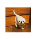 ぺぺまるくん(多め)（個別スタンプ：8）