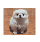 ぺぺまるくん(多め)（個別スタンプ：9）